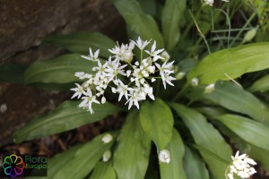 Allium ursinum (2)